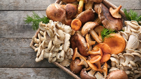 polza-gribov-dlja-cheloveka-79230cc